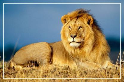 PrintingGali : Babbar Sher - Lion Posters Paper Print