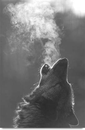 Angry Wolf Paper Print