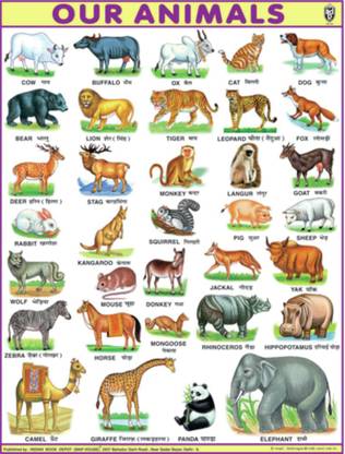 JUMBO ANIMAL CHART FOR CHILDREN (PAPER PRINT) 40 INCH X 54 INCH Paper Print