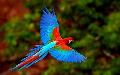 EurekaDesigns Poster Colourful Parot Paper Print
