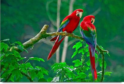 Tota aur Maina Paper Print