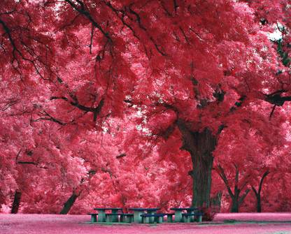 Wonder Image Pink Autumn Fall Leaves Art Print Canvas Art