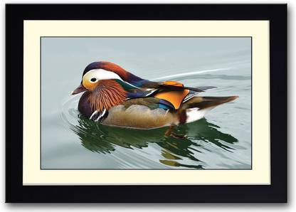 Mandarin Duck Fine Art Print