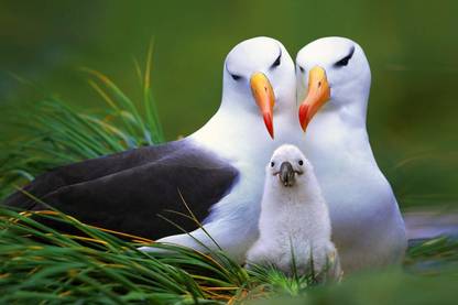 Oshi - Beautiful Birds Paper Print