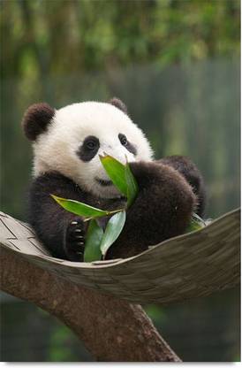 Cute Baby Panda Paper Print