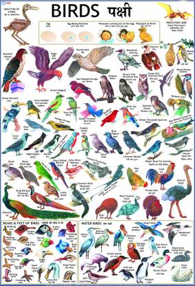 Birds Chart for Children Paper Print