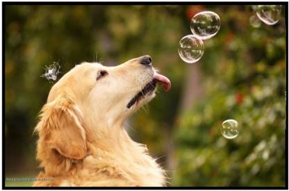 Labra Puppy Dog Poster Paper Print