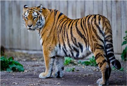 Tiger Wallpaper Photographic Paper