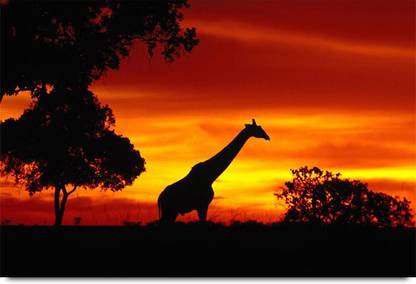 Giraffe Shadow at Sunset Paper Print