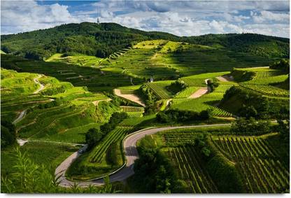 Great Greenary in Assam Nature Paper Print