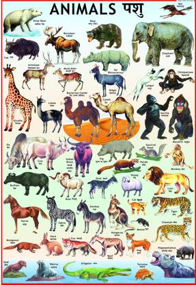 Animals Chart for Children Paper Print