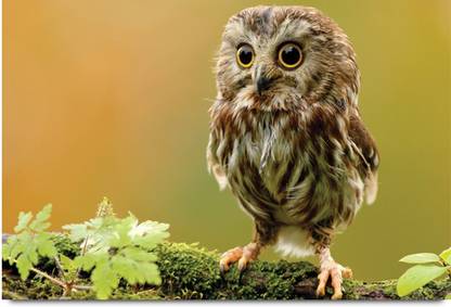 Cute Owl's Kid Paper Print