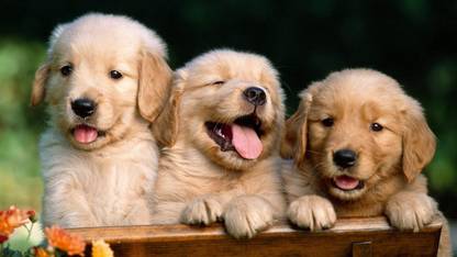 Beautiful Puppy Dogs Poster Paper Print