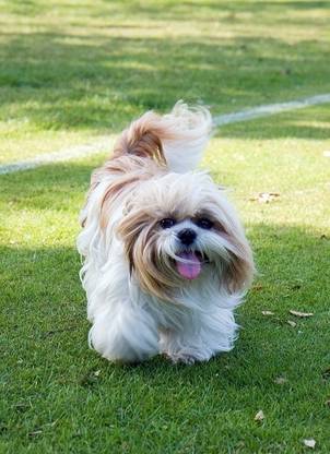 Cute Hairy Puppy Poster Paper Print