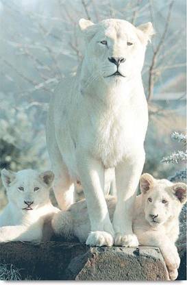 Big white wild cats Paper Print