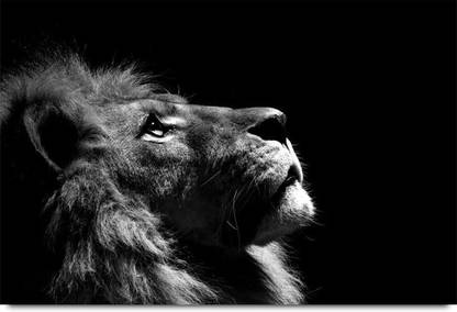Lion Face Paper Print
