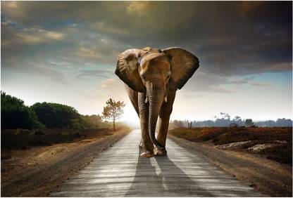 Elephant Wallpaper Photographic Paper