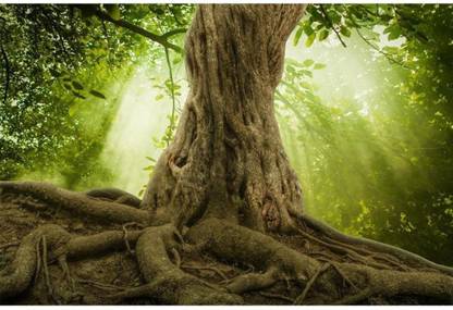 Athah Fine Quality Poster Big Tree Roots And Sshine In A Green Forest Paper Print