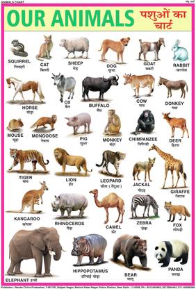 ANIMALS CHART FOR CHILDREN (PAPER PRINT) 28 INCH X 40 INCH Paper Print ...