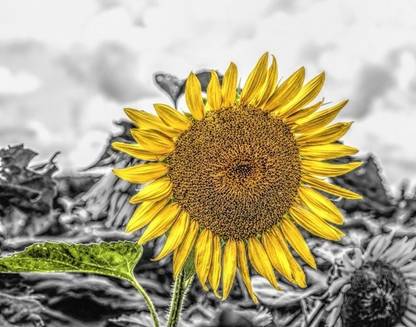 Wonder Images Beautiful Sunflower with Back Framing Canvas Art