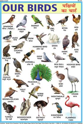 BIRDS CHART FOR CHILDREN (PAPER PRINT) Paper Print
