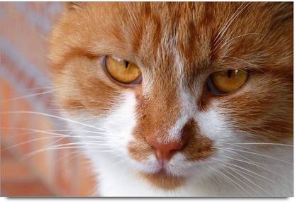 Angry Cat Paper Print