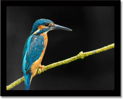 Framed Beautiful Neelkanth Bird Fine Art Print