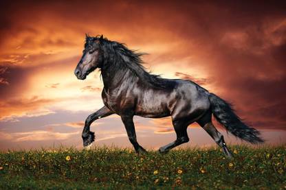 ESP Creation Black Hores For Luck 12x18 Inch Paper Poster Paper Print