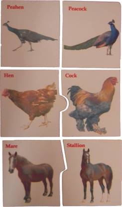 KIDO Pairing of Cards Male & Female Animals
