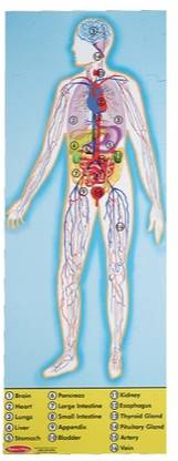MELISSA & DOUG Human Anatomy Floor Puzzle