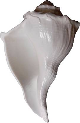 Divine Temples Big Sized Authentic Abhishekam Sacred Shankh