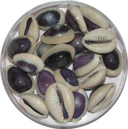 omkar Blue Cowrie - Lakshmi Gavvalu Neela Cowrie Kawdi Kaudi Kowdi Sea Shell (21 Pieces) Sacred Shankh