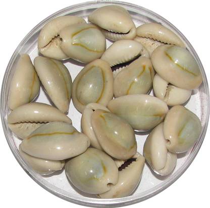 omkar Grey Cowrie - Lakshmi Gavvalu Bhoora Cowrie Kawdi Kaudi Kowdi Sea Shell (21 Pieces) Sacred Shankh