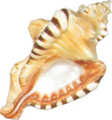 SHIVOHAM Natural Ganesh Shankh Sacred Shankh