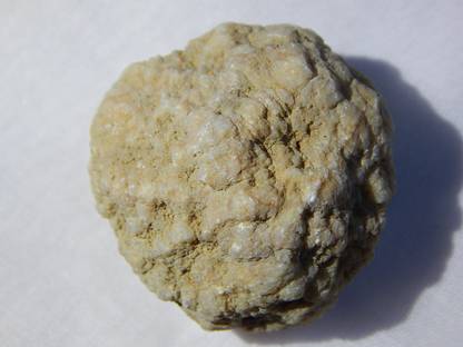 Takething Gaja Mani 127.0cts Stone of Wild Elephant Fossil Thousand Years Old Decorative Showpiece  -  3 cm