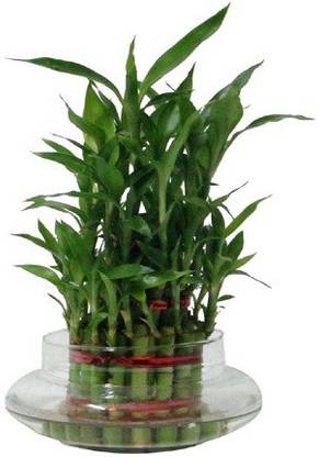 Religiousdeal 3 Layer Bamboo Tree Decorative Showpiece  -  15 cm