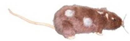 NECA Harry Potter Scabbers Plush