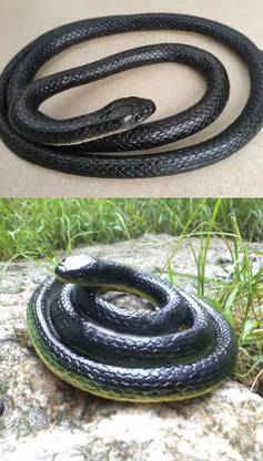 jmv PACK OF 2 Rubber Snake Toy with Realistic Look for Playset, Pranks