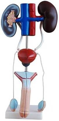 Artsy KI||Male Urogenital Model - Anatomical Study Aid for Medical Students Anatomical Body Model