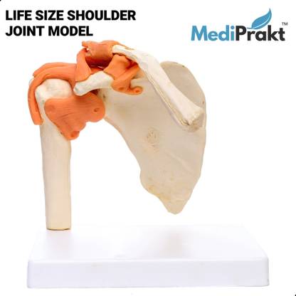 MediPrakt | LIFE SIZE SHOULDER JOINT MODEL | With Ligaments | For Demonstration & Orthopedic Use | Anatomically Accurate | Anatomical Body Model