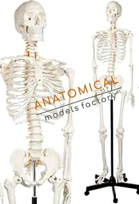 GD ANATOMICALS Standing Human Skeleton Model with Sturdy Stand Articulated Skeletal System Anatomical Body Model