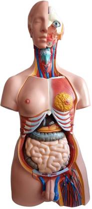 HKPL Human torso model detachable 23 parts Anatomical Body Model (Biological modal) Anatomical Body Model