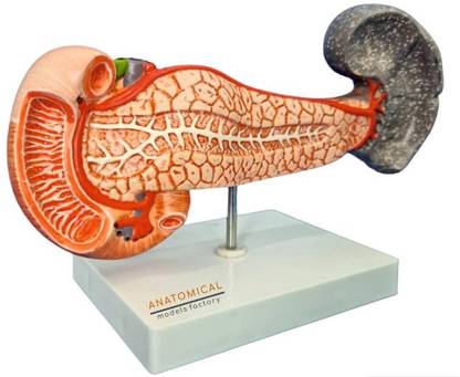 GD ANATOMICALS Pancreas with Spleen and Duodenum Model Anatomical Representation for Education Anatomical Body Model