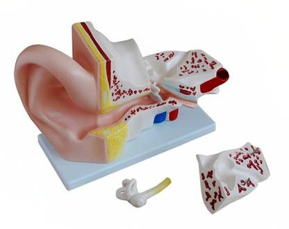 KHANNA TRADERS K60 Human Ear Dissection Model into 3 Parts: A Step-by-Step Dissection Guide Anatomical Body Model