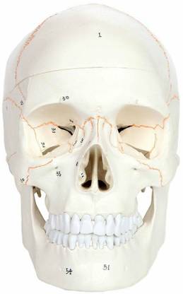 Zx Human Skull Model with Well Marked Sutures, Dissectable in 3 parts Anatomical Body Model