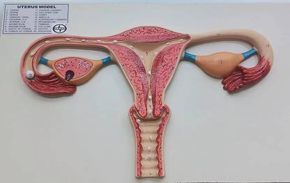 ISKO Uterus Ovary Anatomical Model - Uterus Model Medical Anatomical Uterus Anatomical Body Model