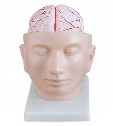 KHANNA TRADERS K55 Brain with Arteries on Head Anatomical Model Anatomical Body Model