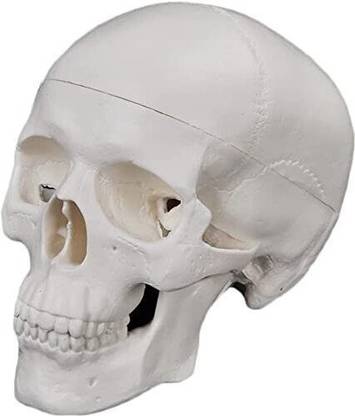 GD ANATOMICALS Skull Model Replica Medical Anatomical Adult Model Removable Skull Cap Anatomical Body Model