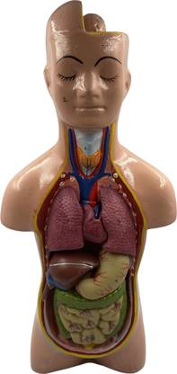 SunLix Human Torso Model Detachable 6 Parts For Educational Purpose Anatomical Body Model