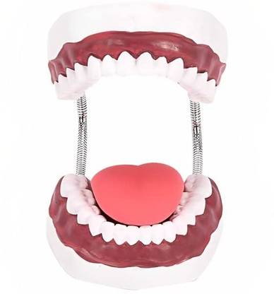 KHANNA TRADERS K25 LTD TOOTH HYGIENE SET- CONSISTS OF TEETH TONGUE Anatomical Body Model